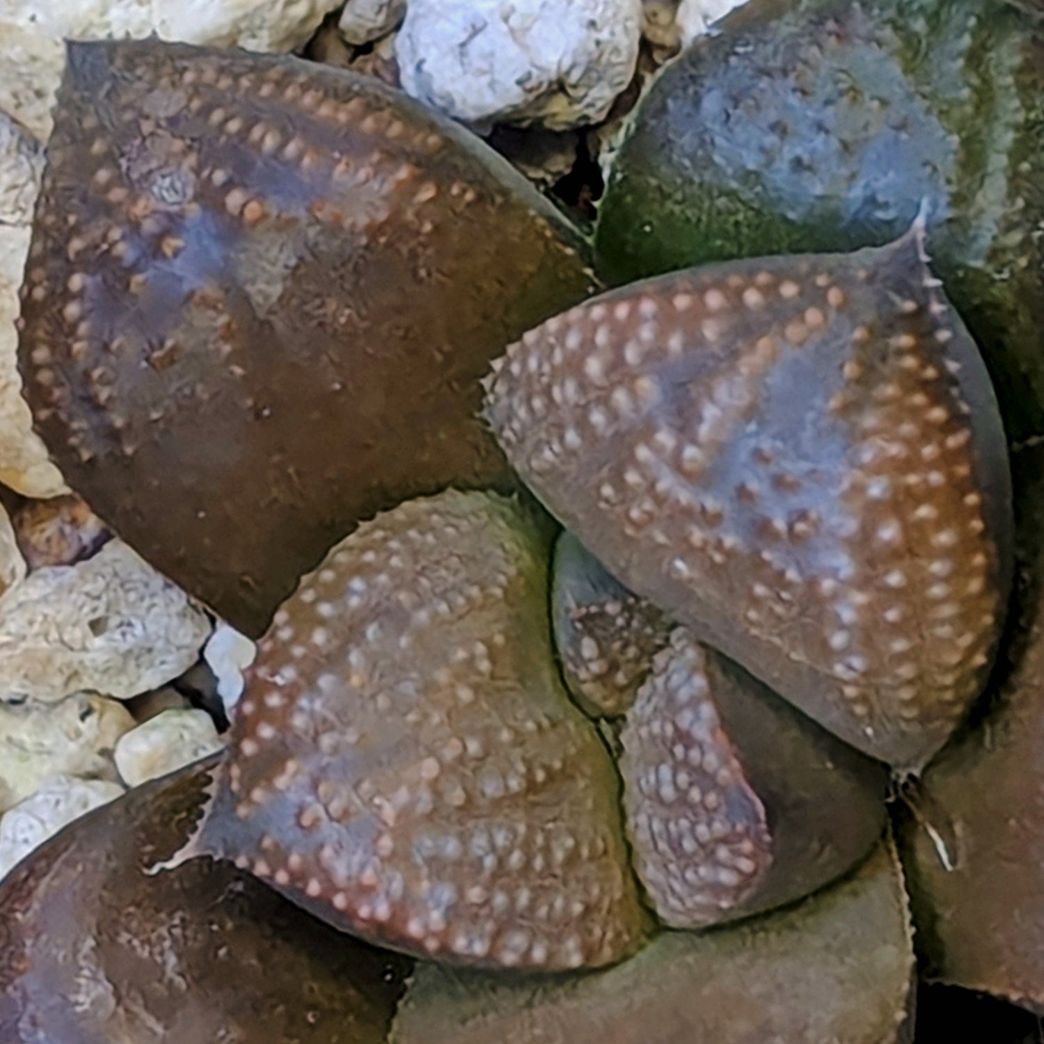 Haworthia PP661 hybrid series #32