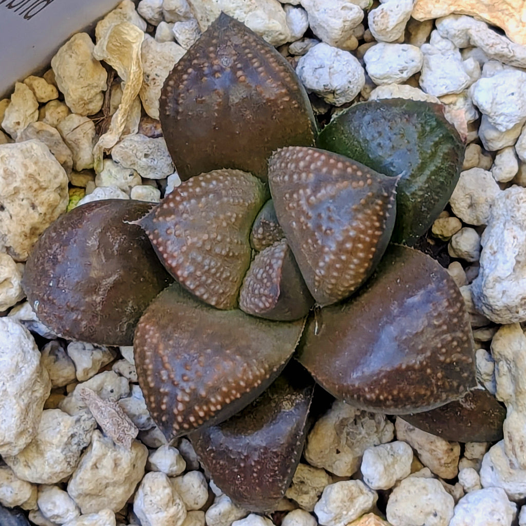 Haworthia PP661 hybrid series #32