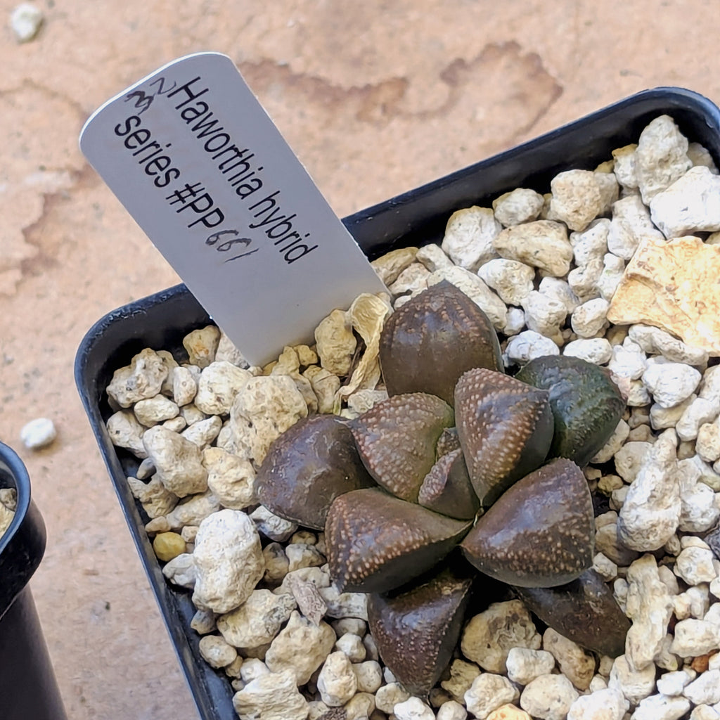 Haworthia PP661 hybrid series #32