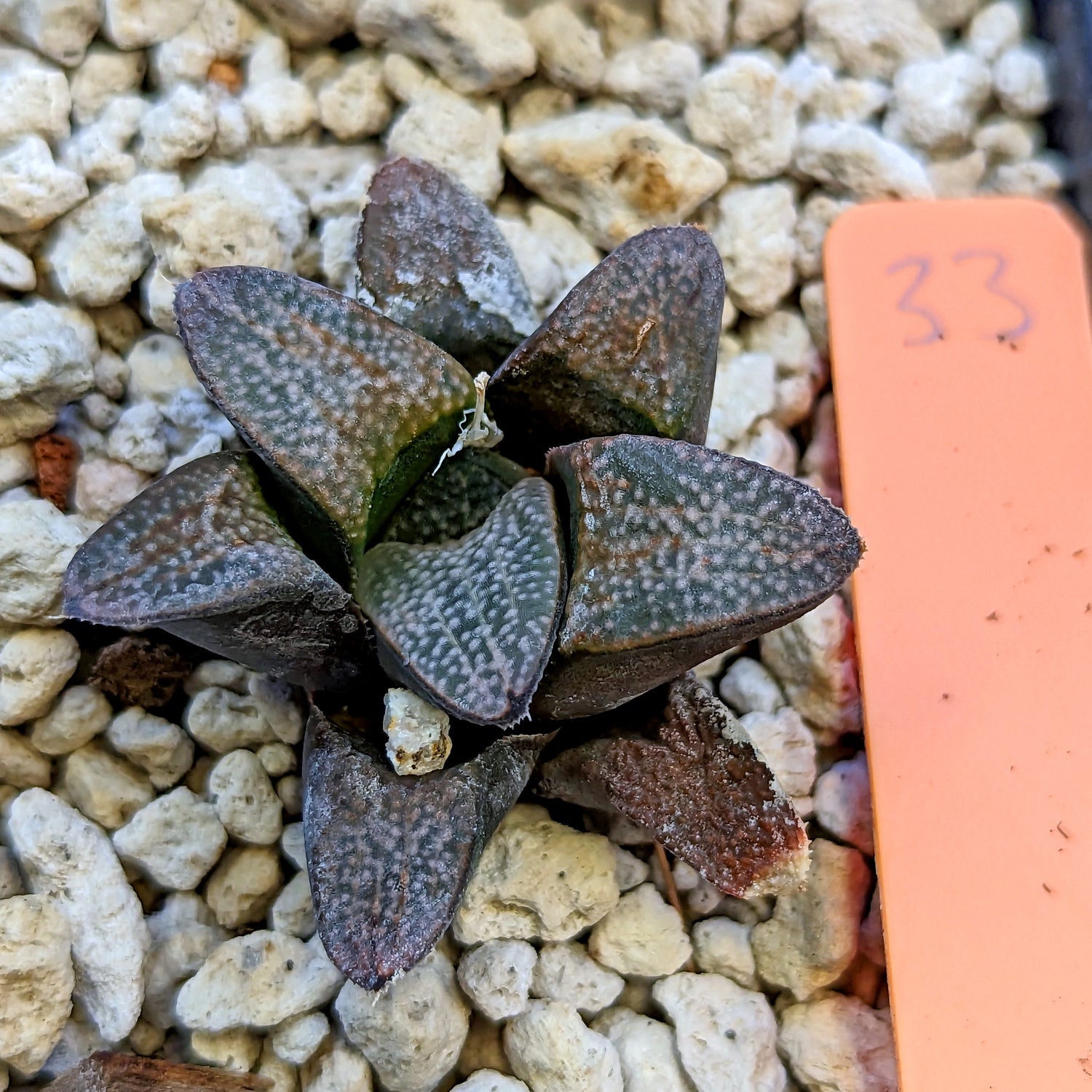 Haworthia groenewaldii hybrid series PP415 #33 SOLD OUT