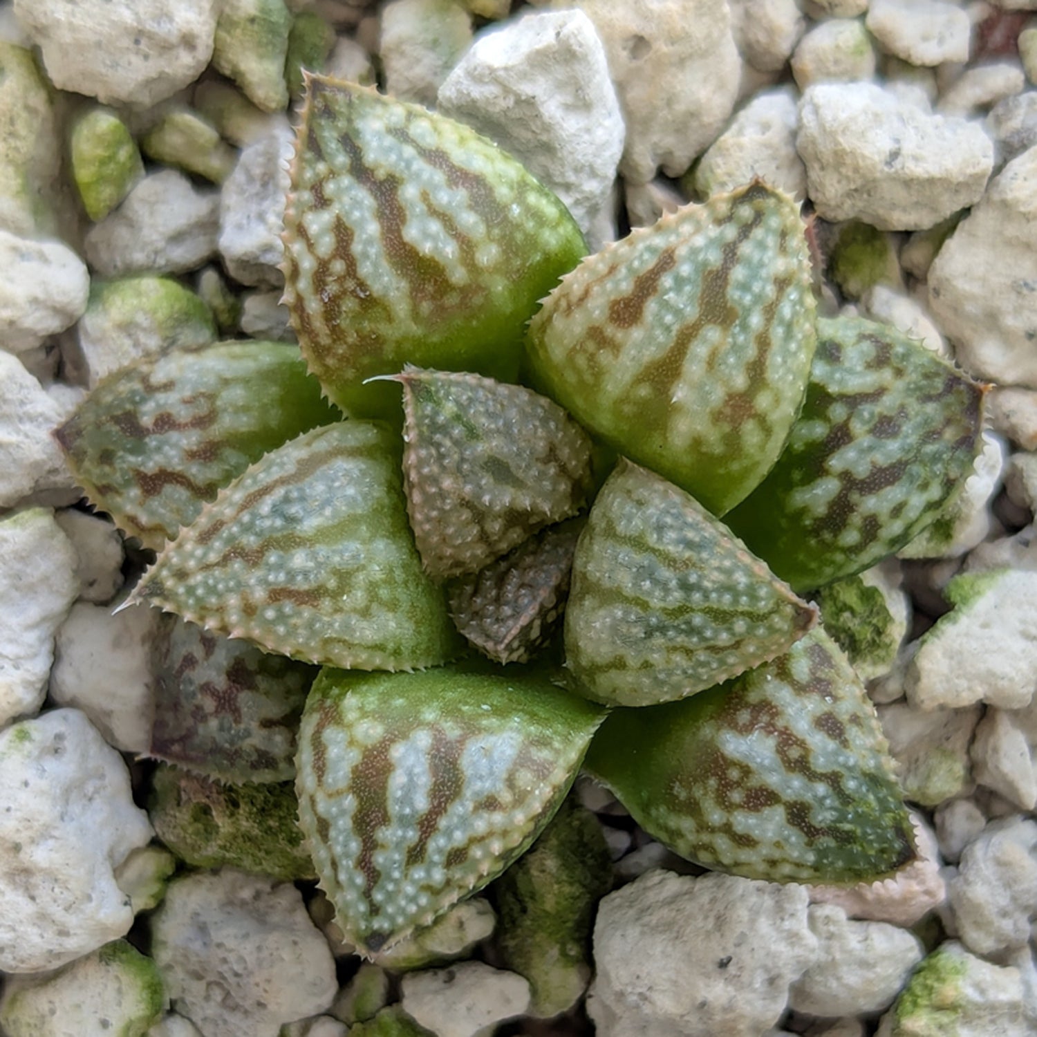 Haworthia PP615 hybrid series #33