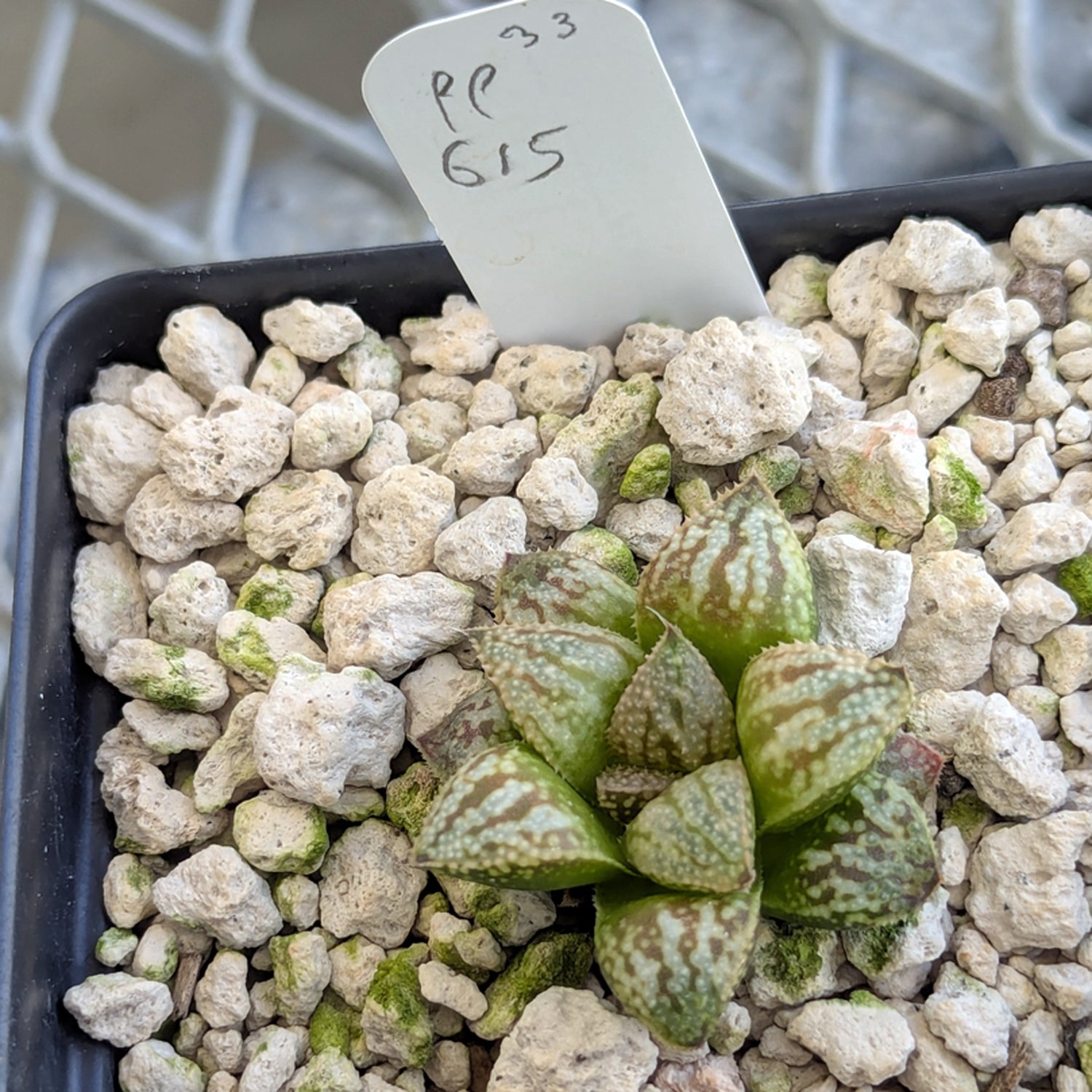 Haworthia PP615 hybrid series #33