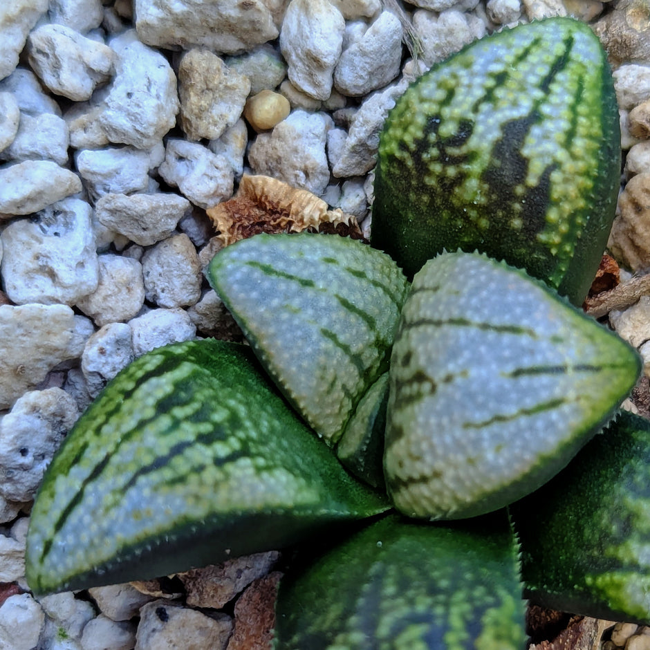 Haworthia groenewaldii hybrid series PP621 #33