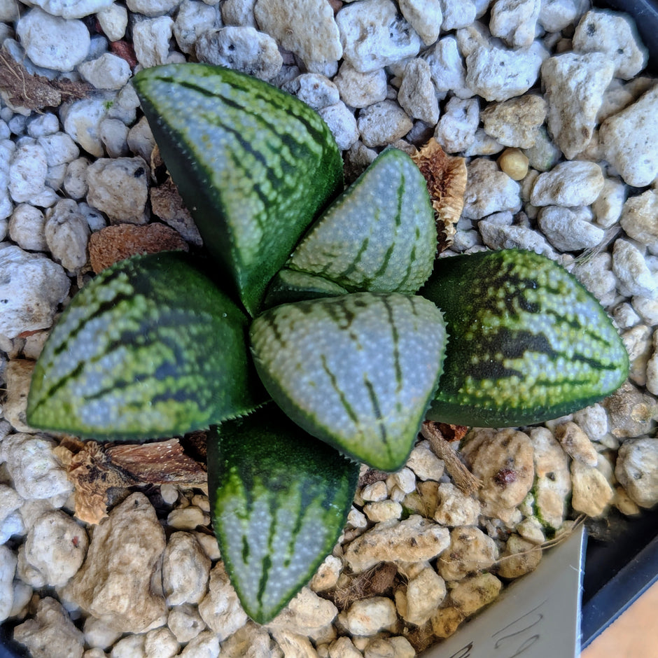 Haworthia groenewaldii hybrid series PP621 #33