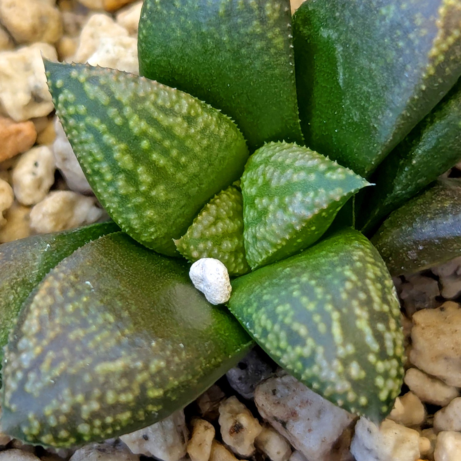 Haworthia PP636 hybrid series #33
