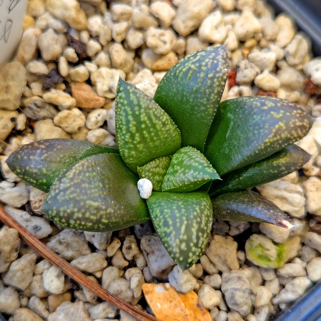 Haworthia PP636 hybrid series #33
