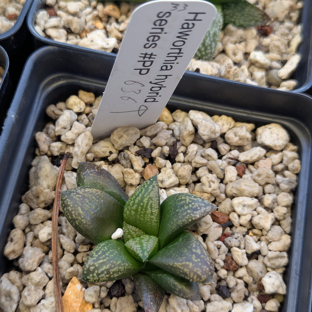 Haworthia PP636 hybrid series #33