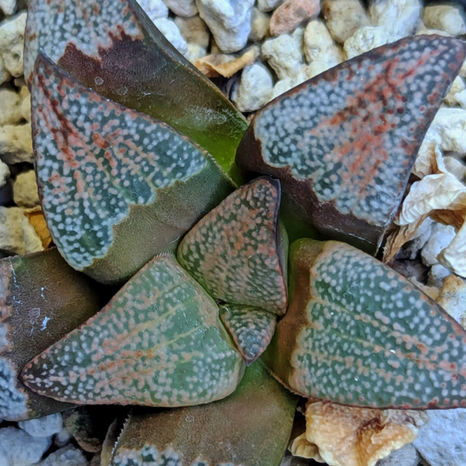 Haworthia groenewaldii hybrid series PP307 #34