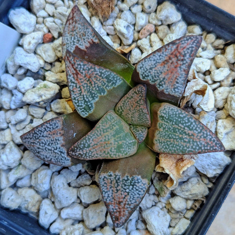 Haworthia groenewaldii hybrid series PP307 #34
