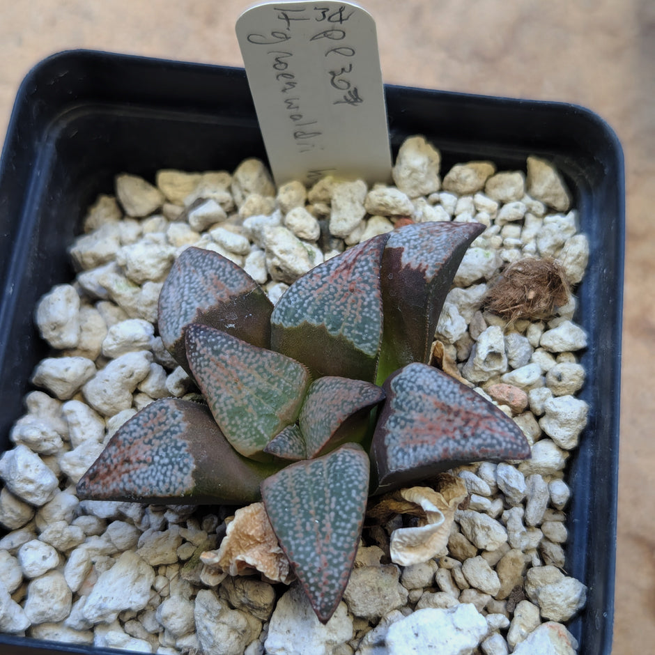 Haworthia groenewaldii hybrid series PP307 #34