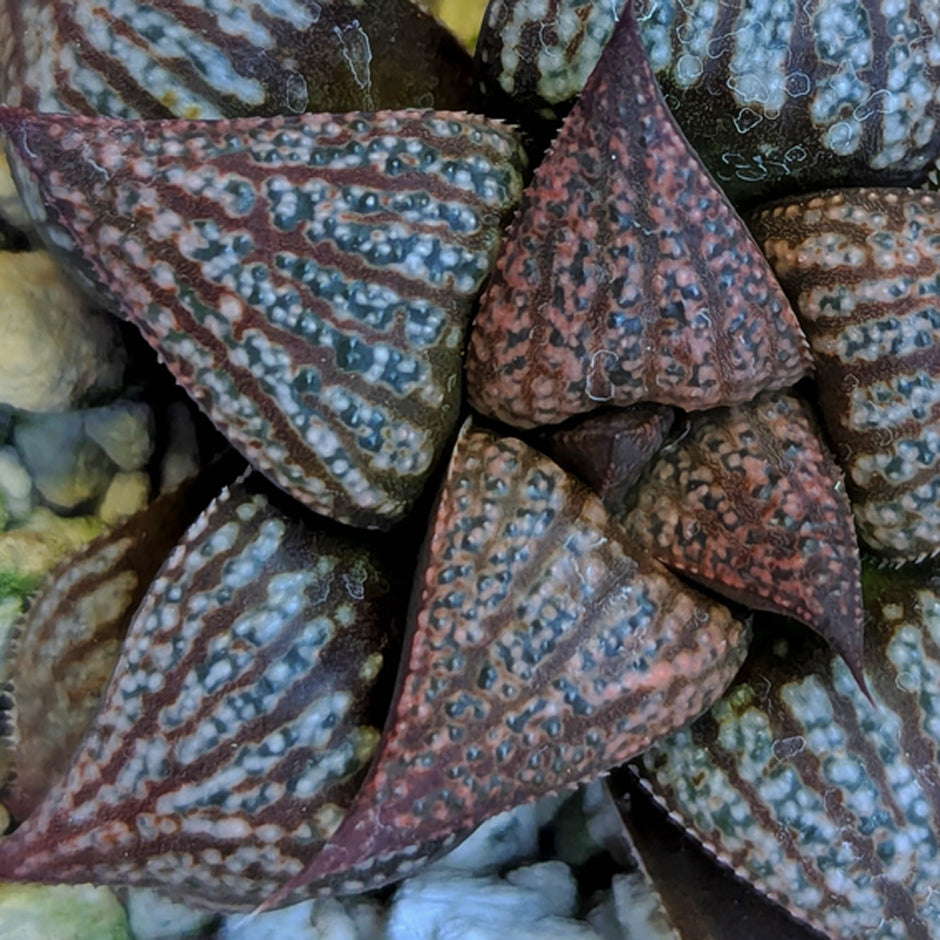 Haworthia "Black Star" hybrid series PP534 #35