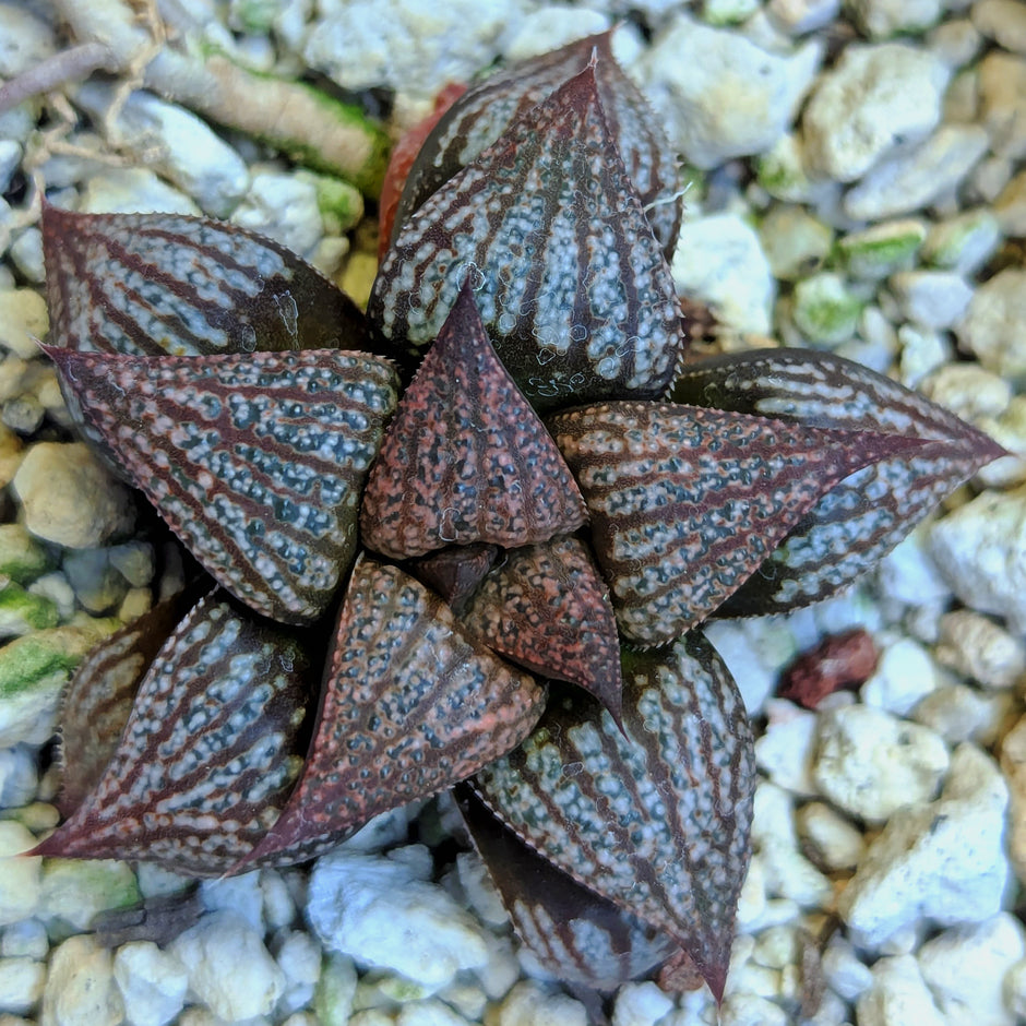 Haworthia "Black Star" hybrid series PP534 #35