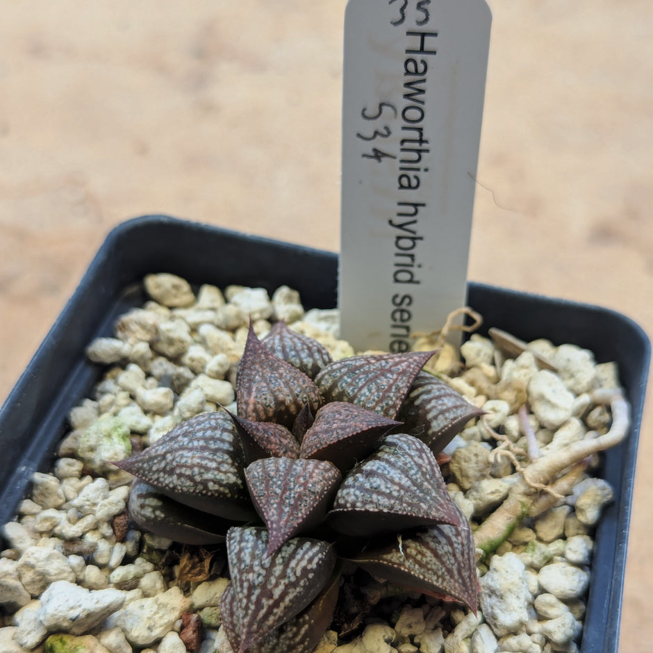 Haworthia "Black Star" hybrid series PP534 #35