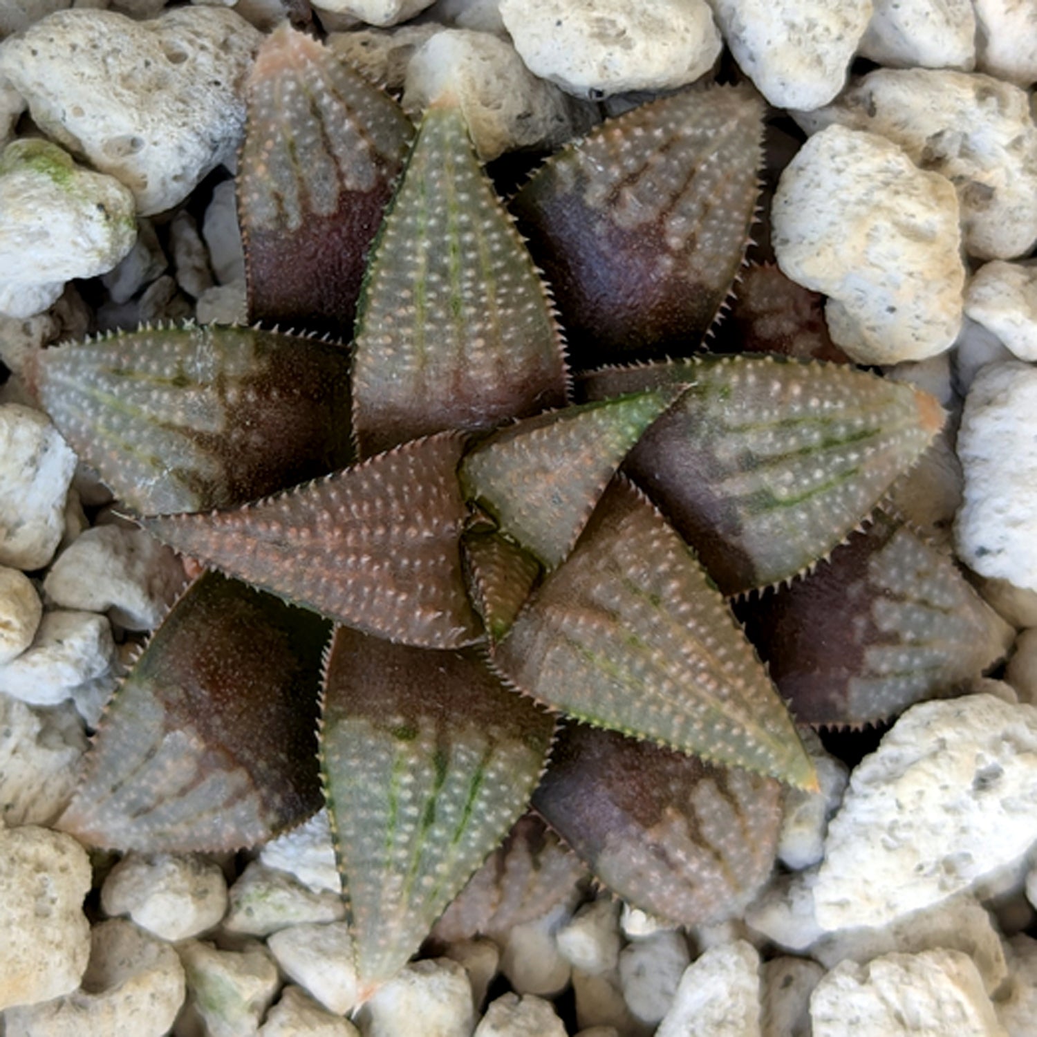 Haworthia PP615 hybrid series #35