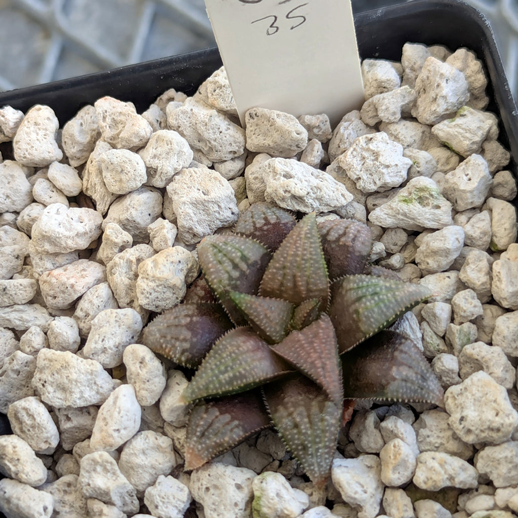 Haworthia PP615 hybrid series #35