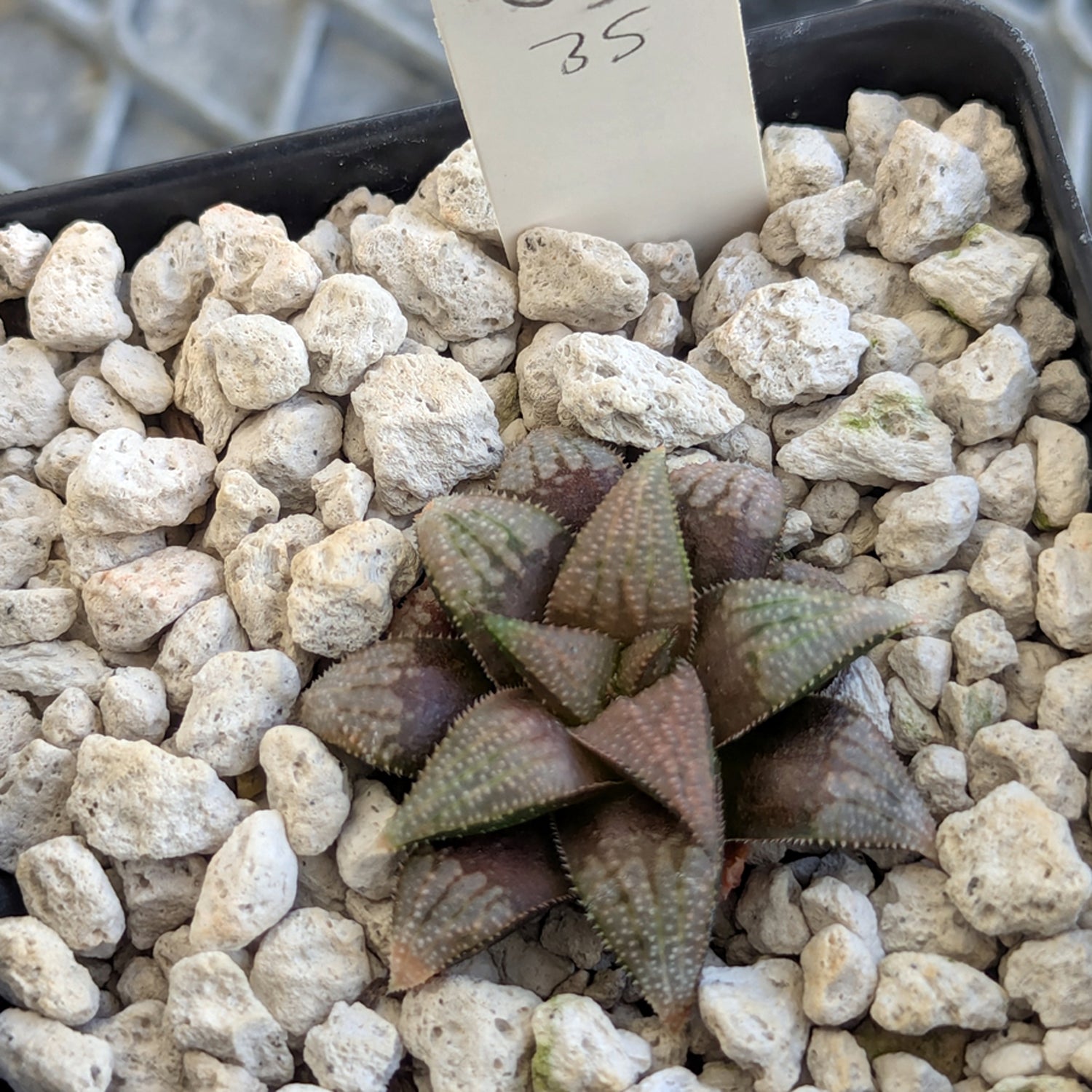 Haworthia PP615 hybrid series #35