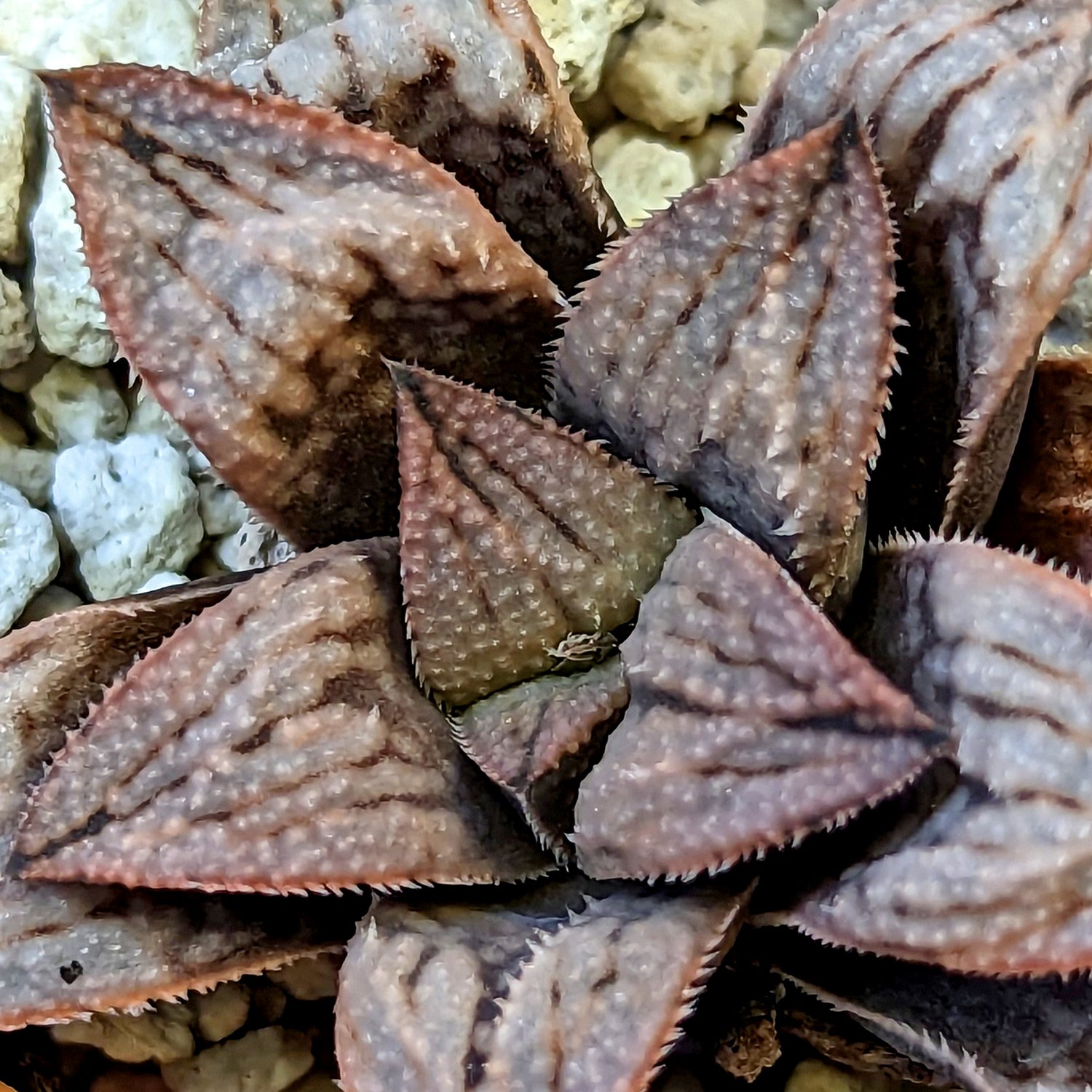 Haworthia hybrid series PP521 #36 SOLD OUT