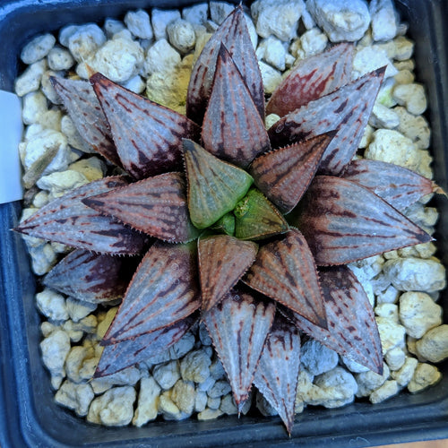 Haworthia hybrid series PP516 #36