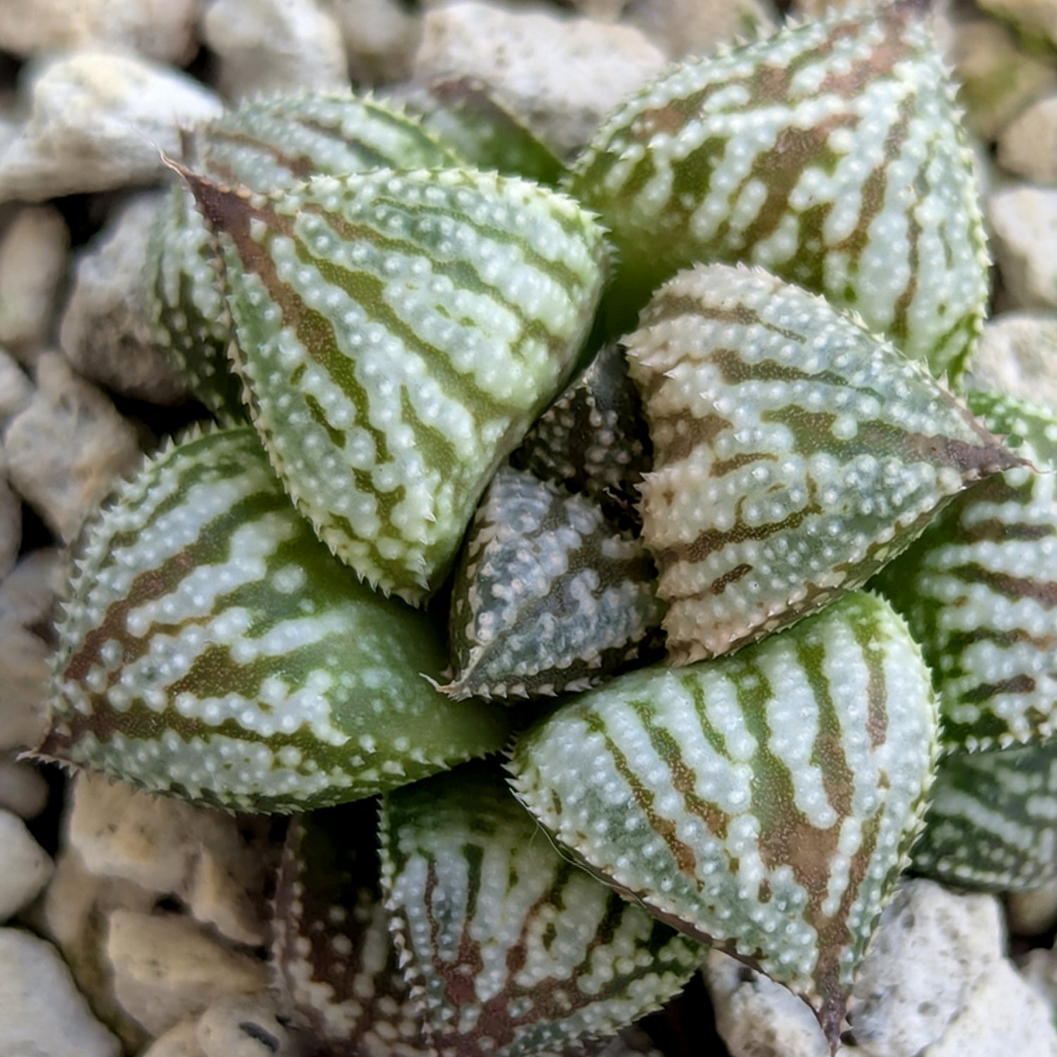 Haworthia PP615 hybrid series #36