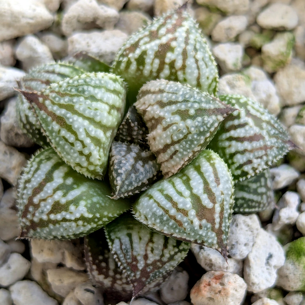 Haworthia PP615 hybrid series #36