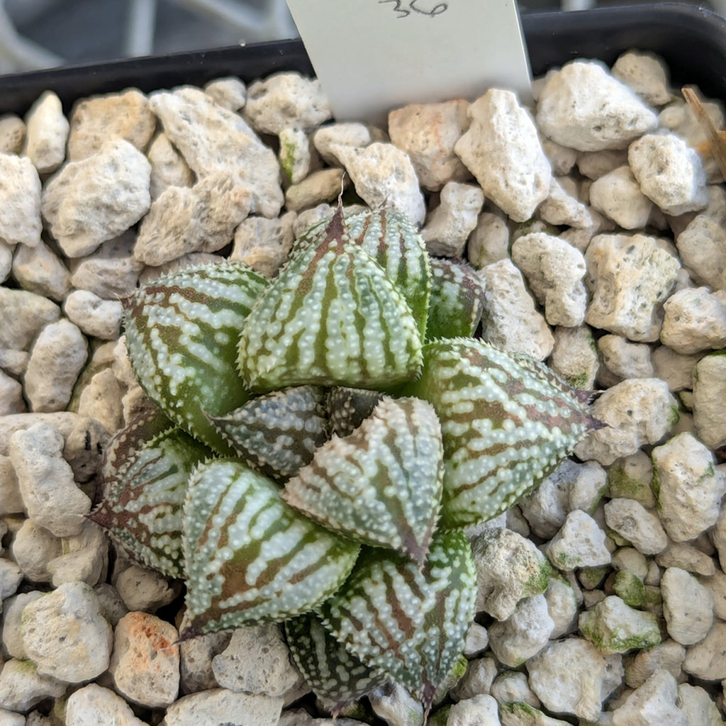 Haworthia PP615 hybrid series #36