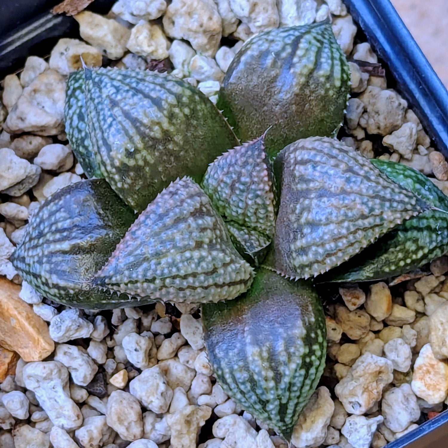 Haworthia "TetraTreasures" PP628 hybrid series #36