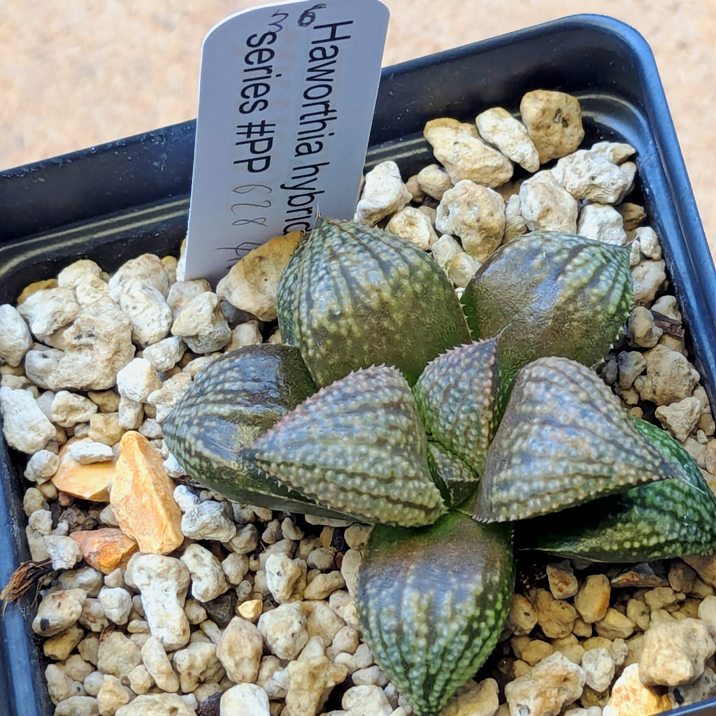 Haworthia "TetraTreasures" PP628 hybrid series #36