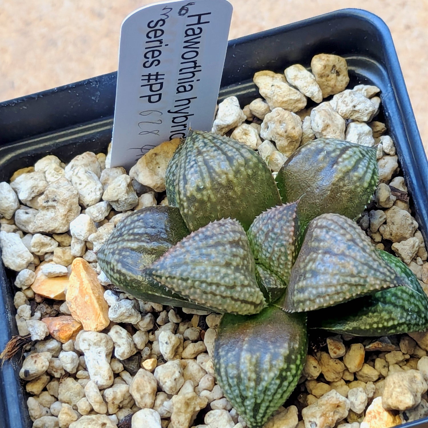 Haworthia "TetraTreasures" PP628 hybrid series #36