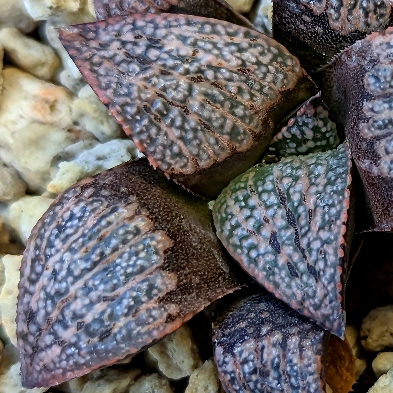 Haworthia "Scarlet Begonia" x splendens hybrid series PP437 #37 SOLD OUT