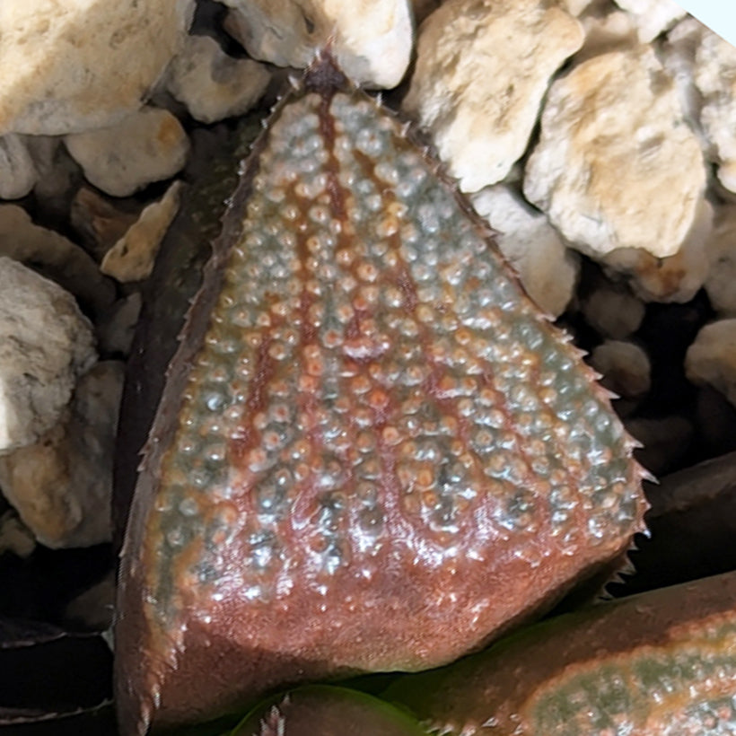 Haworthia hybrid series PP584 #37