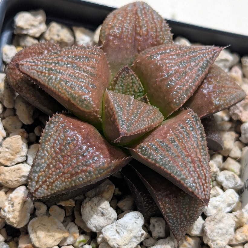 Haworthia hybrid series PP584 #37