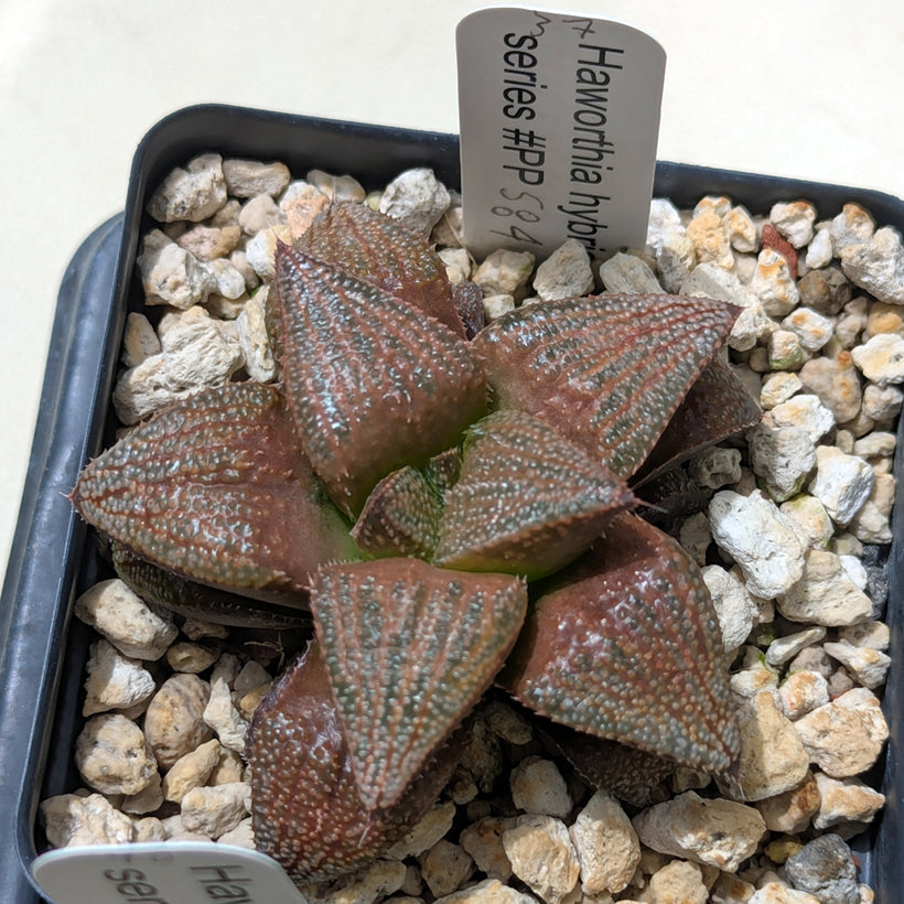 Haworthia hybrid series PP584 #37