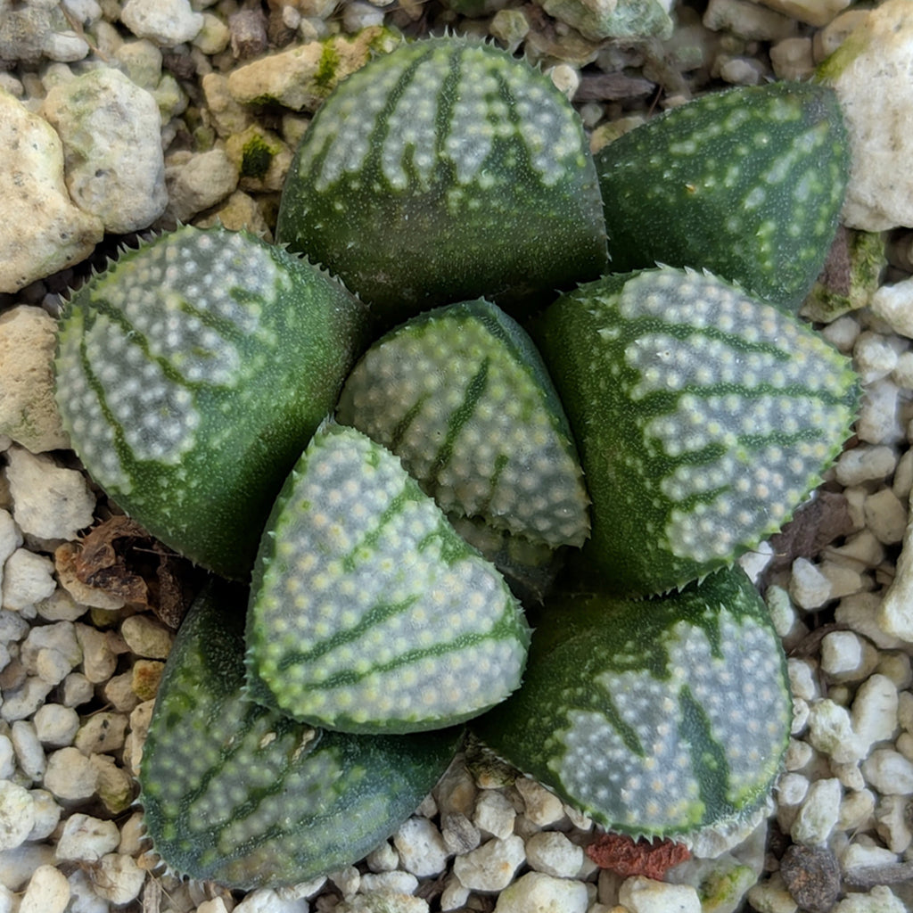 Haworthia "TetraTreasures" PP629 groenewaldii hybrid series #37