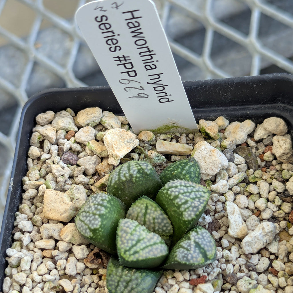 Haworthia "TetraTreasures" PP629 groenewaldii hybrid series #37