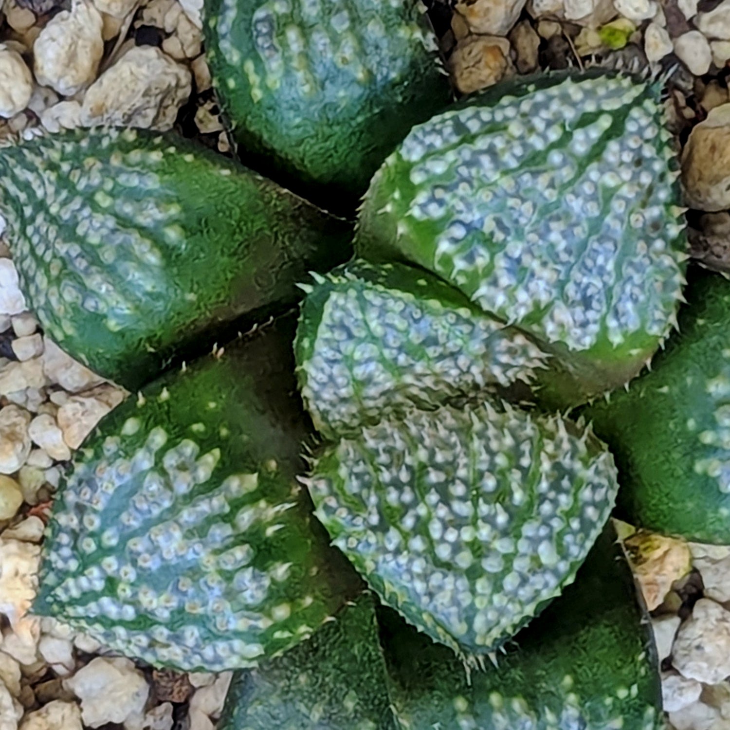 Haworthia "TetraTreasures" PP635 hybrid series #37