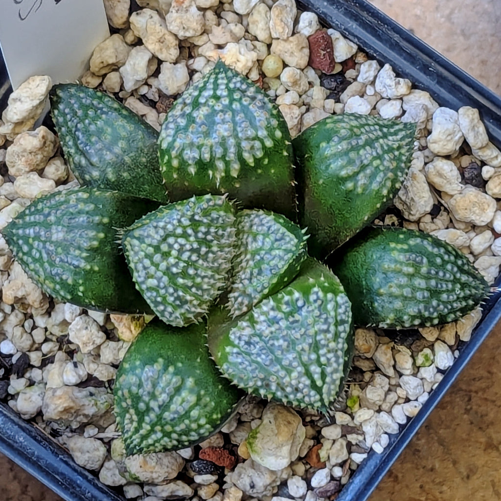 Haworthia "TetraTreasures" PP635 hybrid series #37
