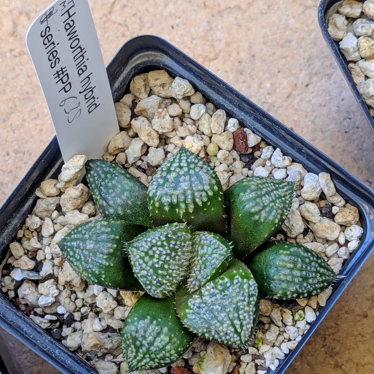 Haworthia "TetraTreasures" PP635 hybrid series #37