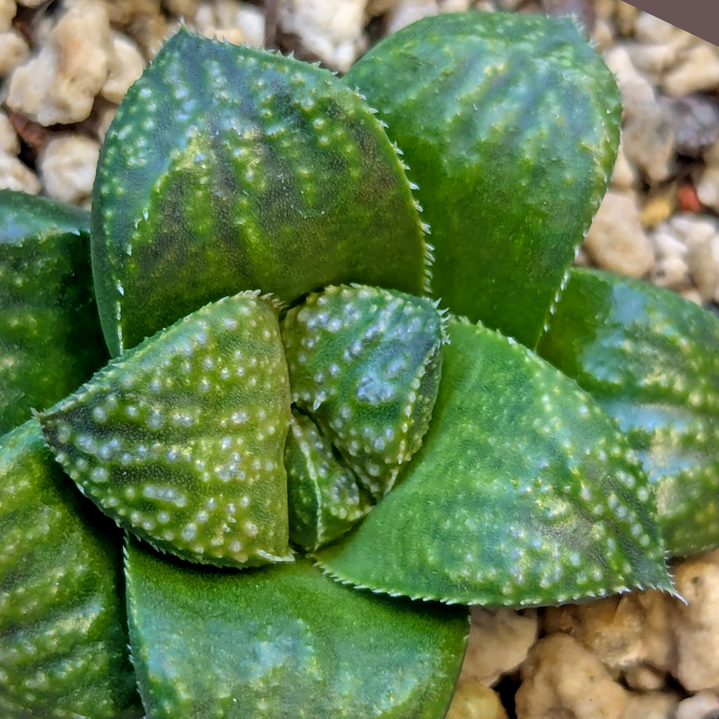 Haworthia PP643 White Widow hybrid series #37