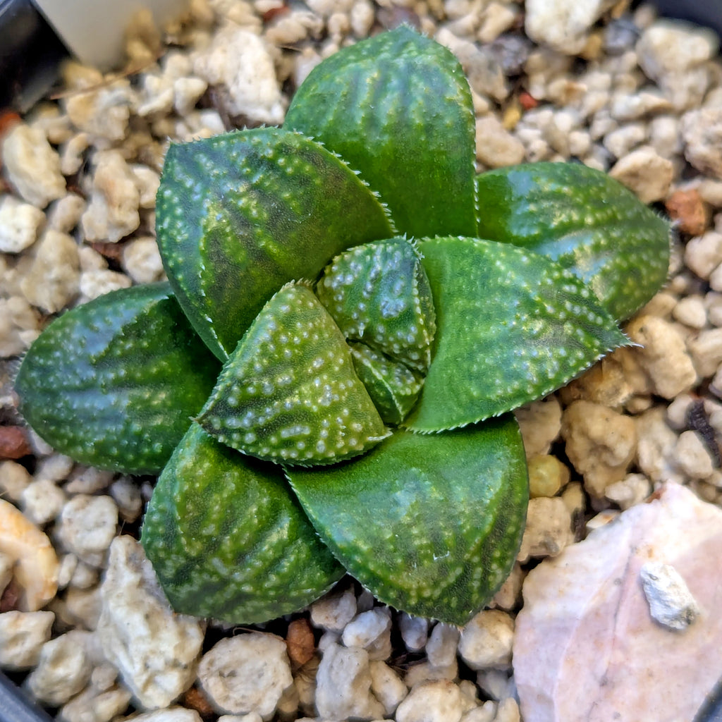 Haworthia PP643 White Widow hybrid series #37
