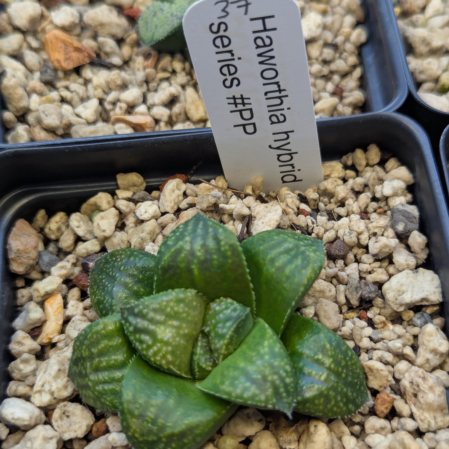 Haworthia PP643 White Widow hybrid series #37