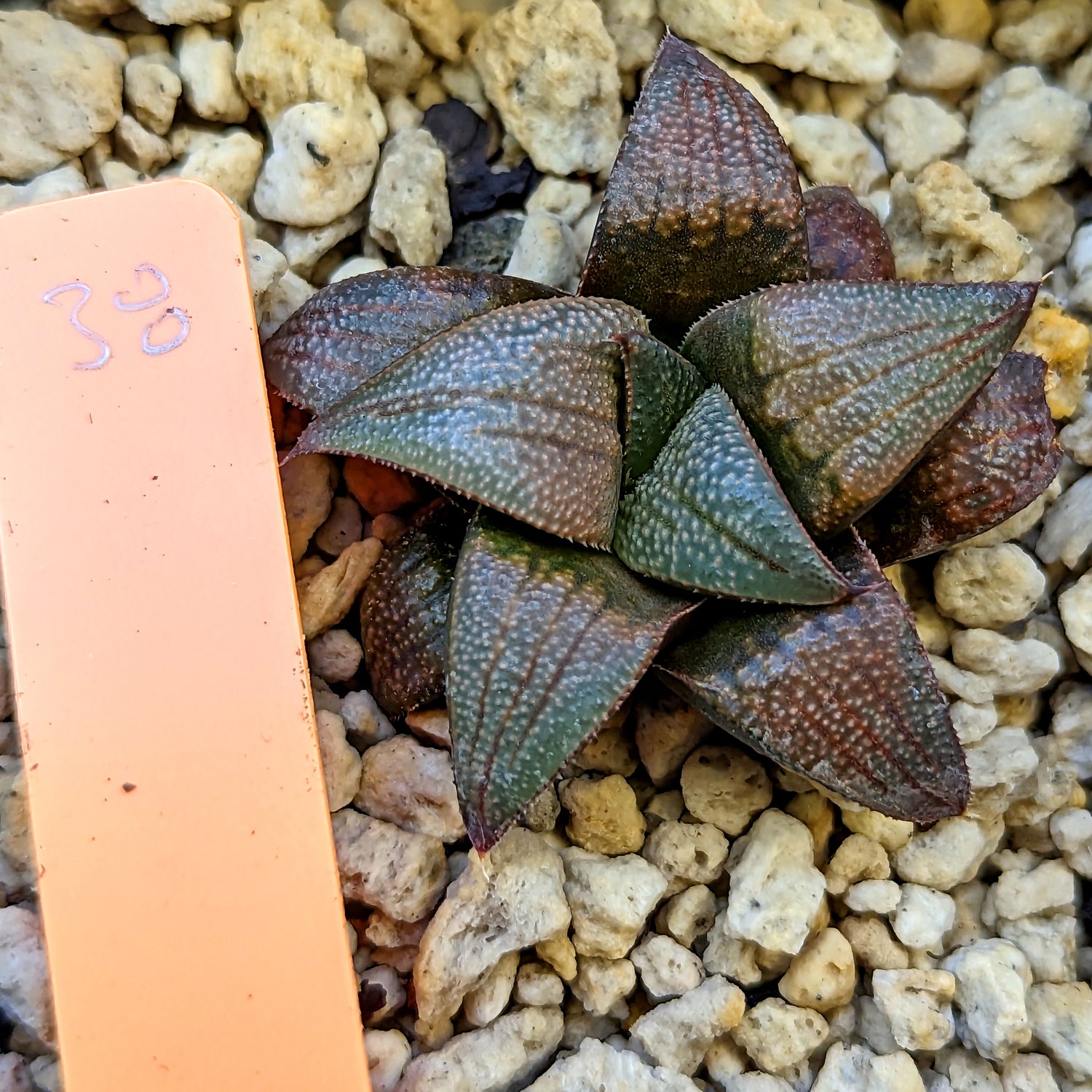 Haworthia hybrid series PP520 #38 SOLD OUT
