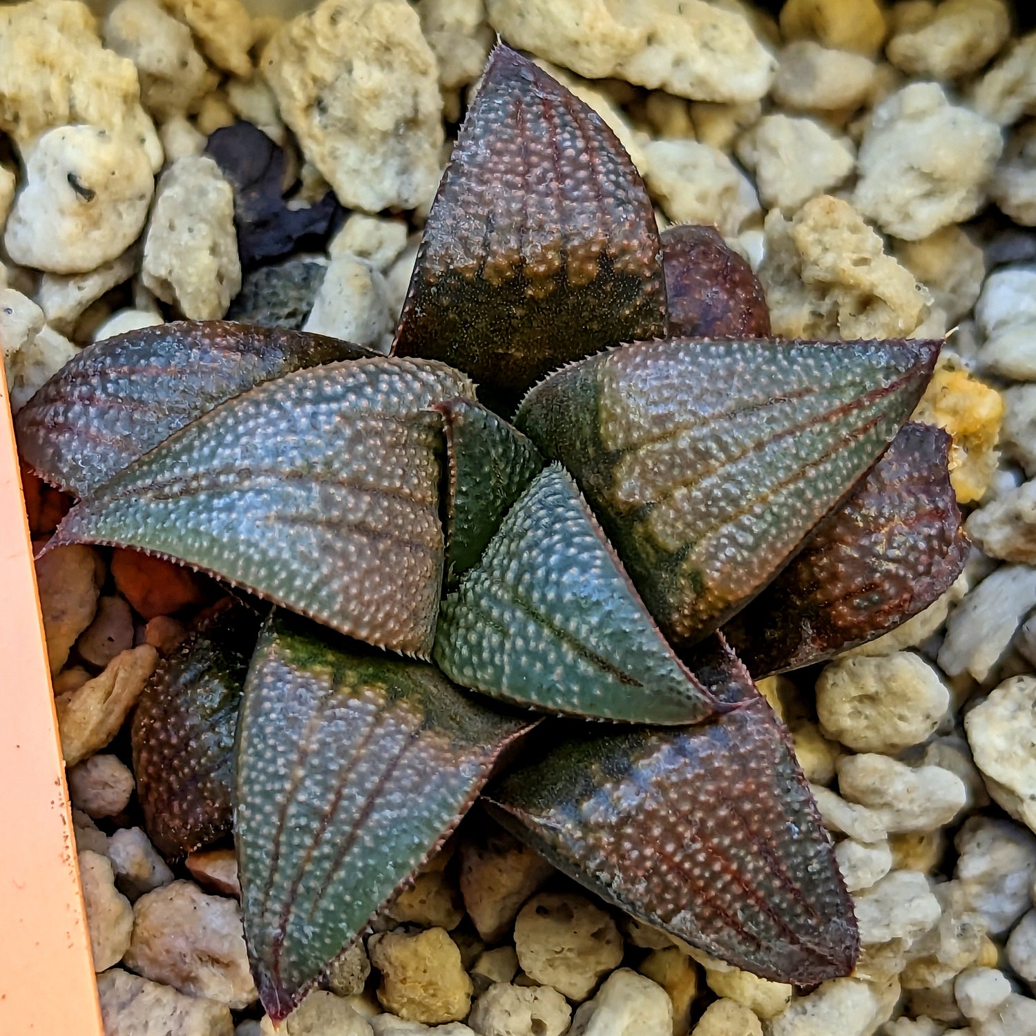 Haworthia hybrid series PP520 #38 SOLD OUT