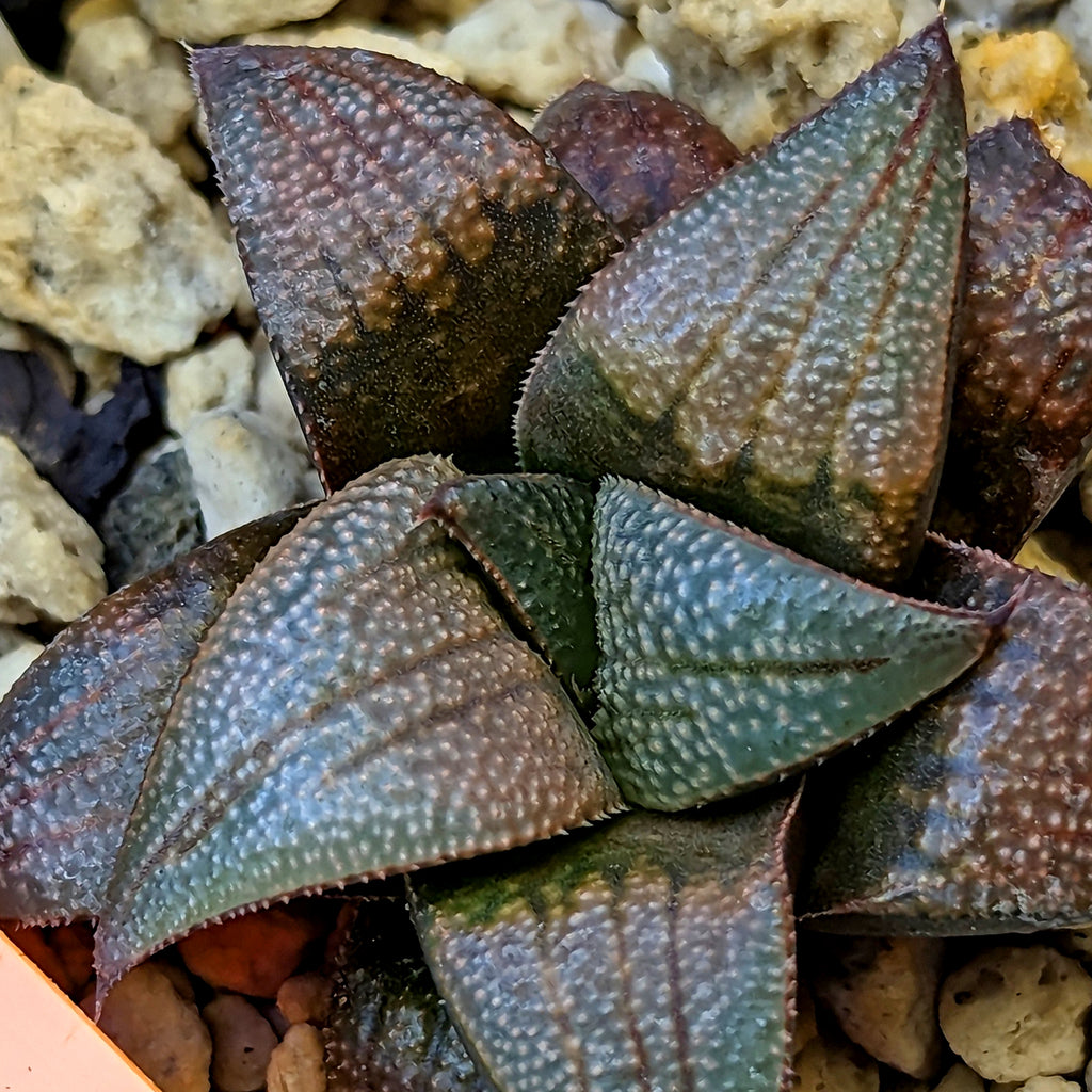 Haworthia hybrid series PP520 #38 SOLD OUT