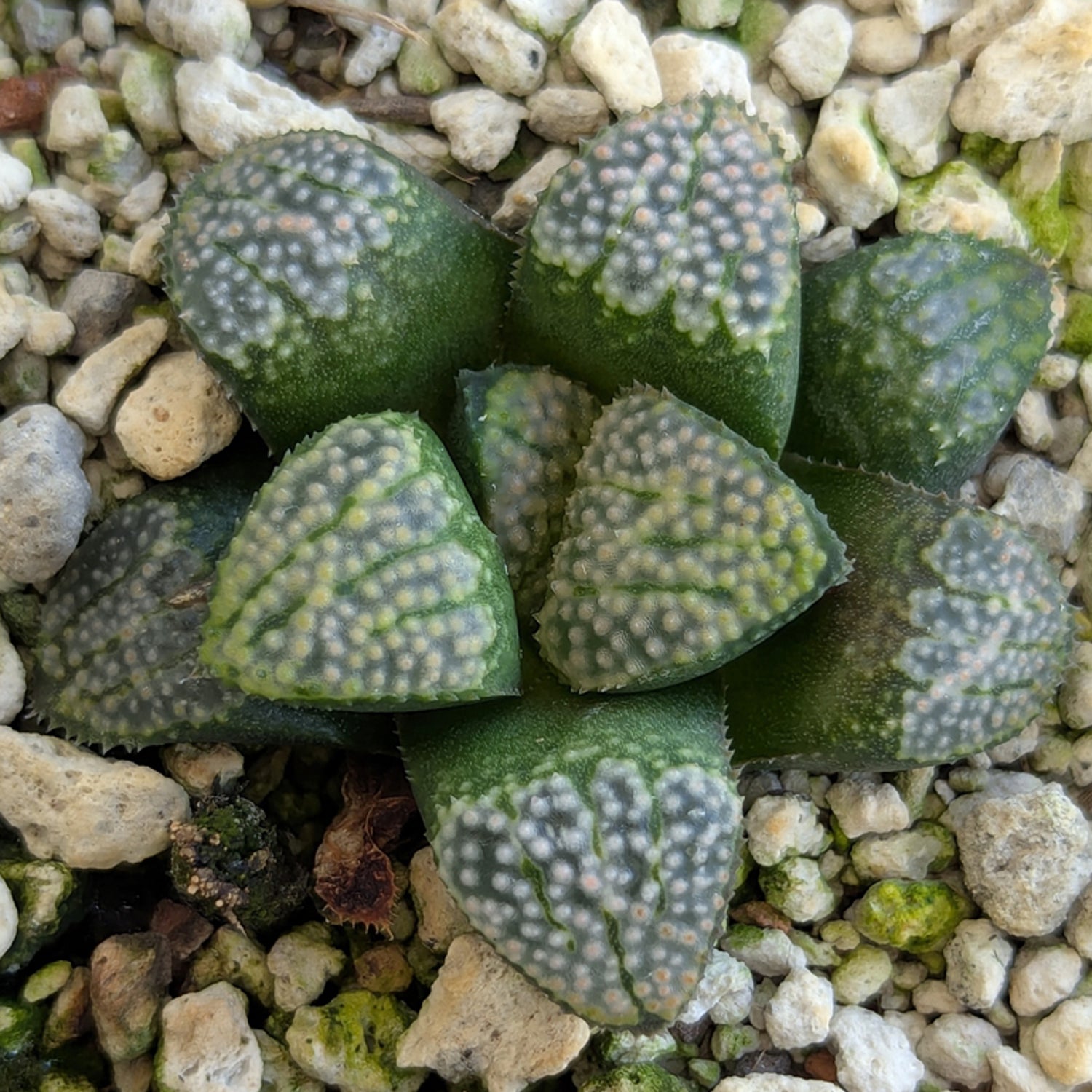 Haworthia "TetraTreasures" PP629 groenewaldii hybrid series #38