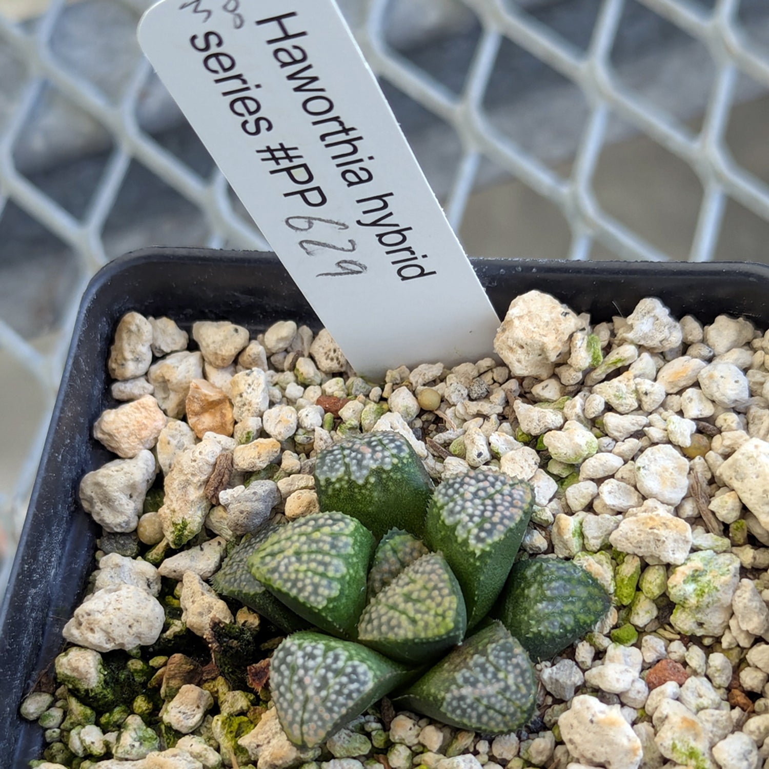 Haworthia "TetraTreasures" PP629 groenewaldii hybrid series #38