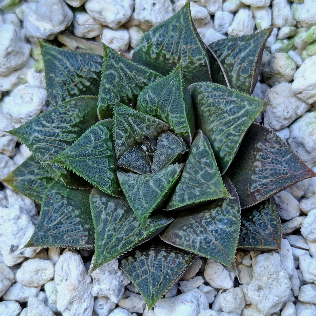 Haworthia PP326 hybrid series #39