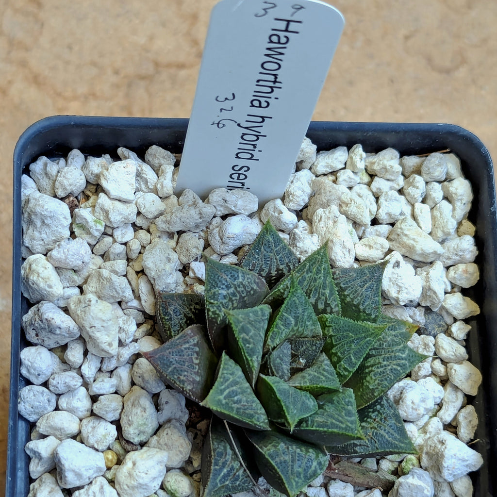 Haworthia PP326 hybrid series #39
