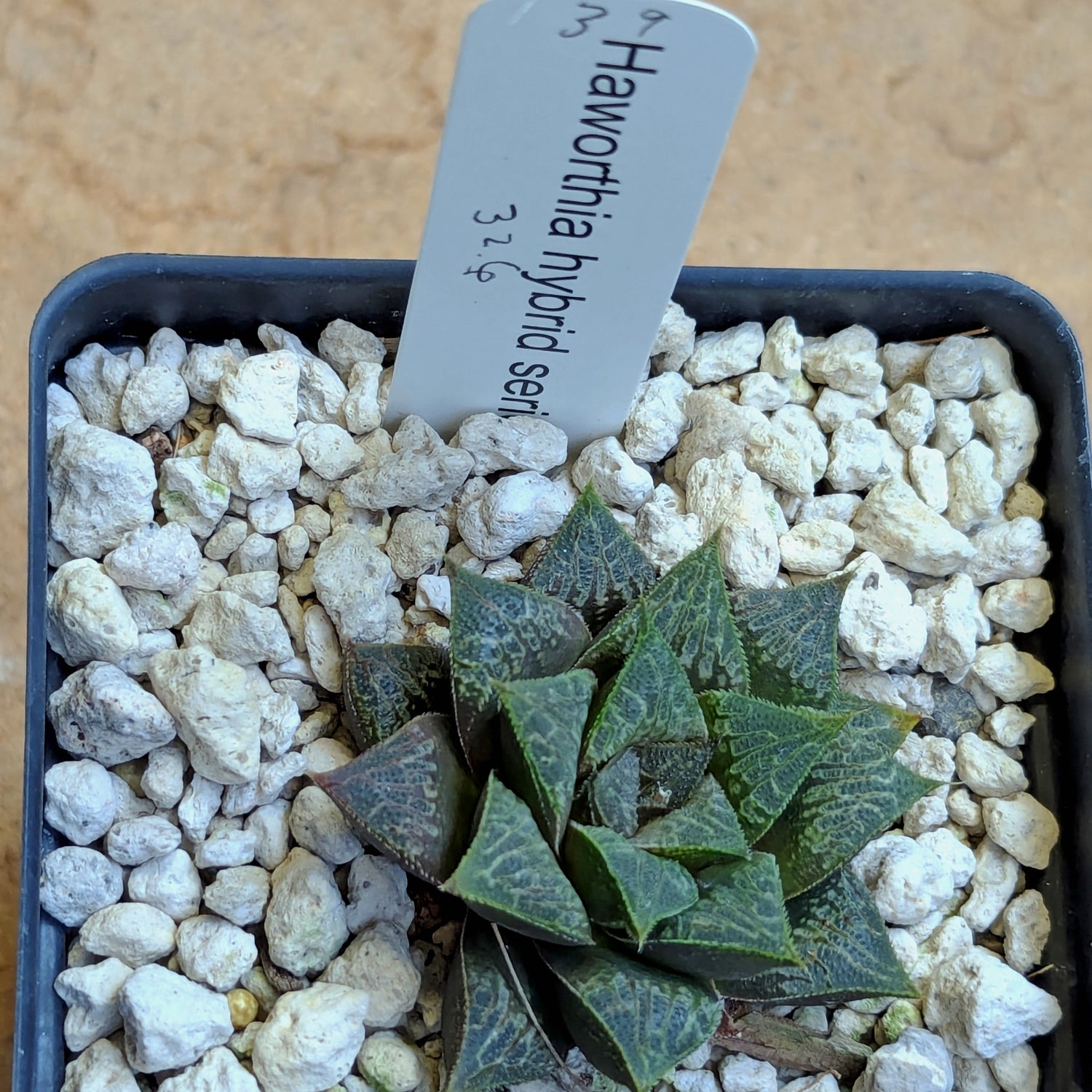 Haworthia PP326 hybrid series #39