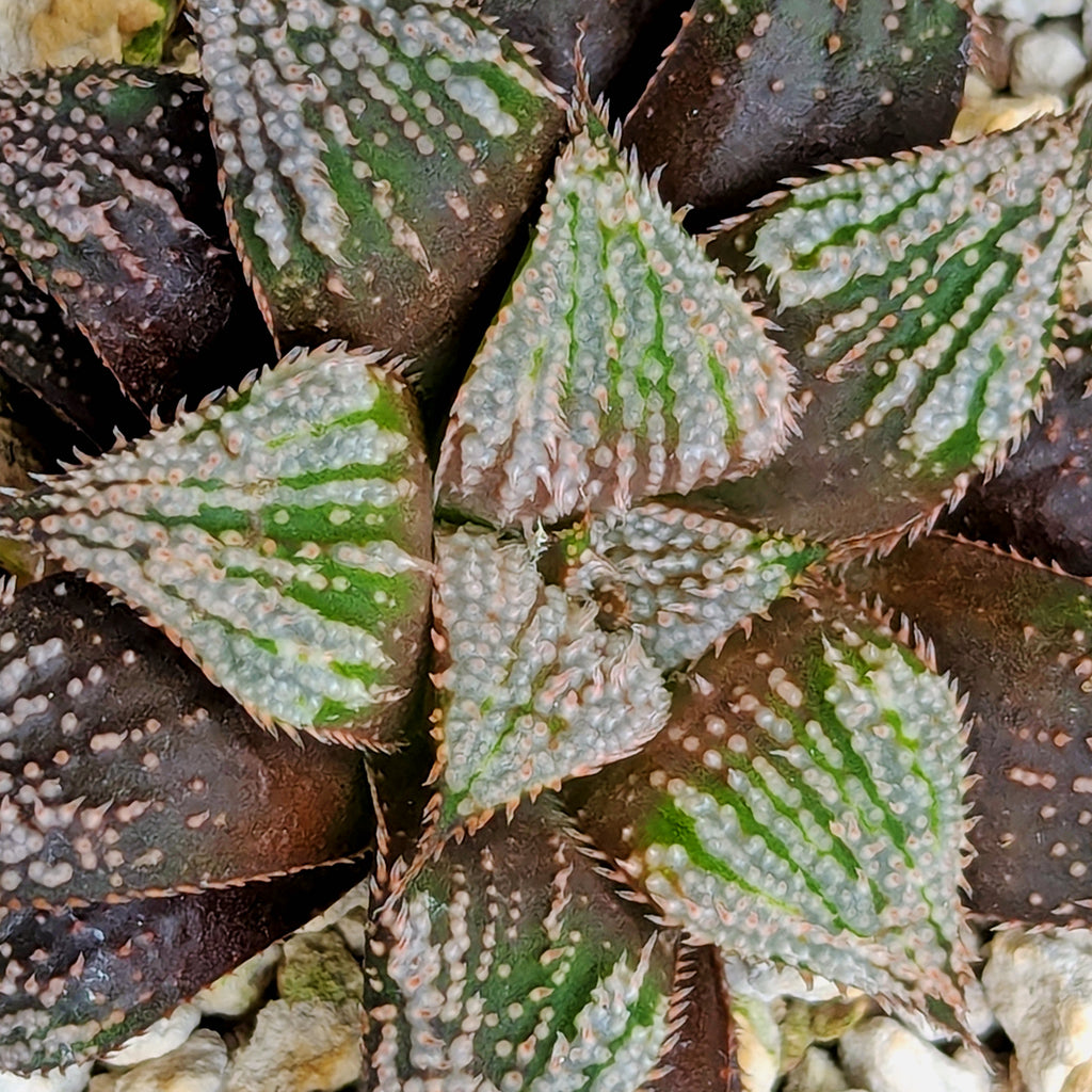 Haworthia hybrid series PP611 #4