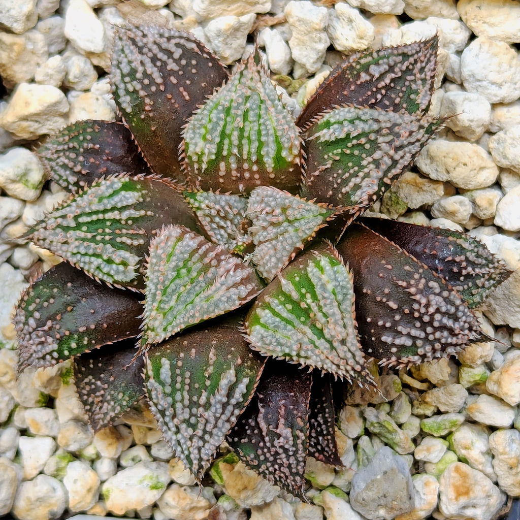 Haworthia hybrid series PP611 #4